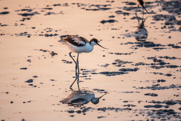 Water bird pied avocet, Recurvirostra avosetta, standing in the water in pink sunset light. The...