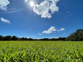 晴れた日の公園
