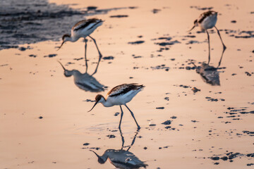 Water bird pied avocet, Recurvirostra avosetta, standing in the water in pink sunset light. The...