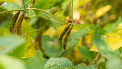 Soybean plant, harvest time. Soybean is a product with high vegetable protein which is usually processed as milk and other products.