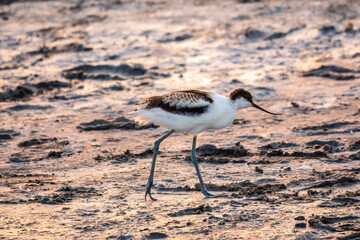 Water bird pied avocet, Recurvirostra avosetta, standing on salt lake shore in pink sunset light....