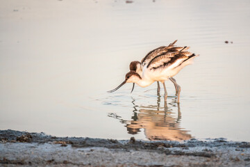 Two Water birds pied avocet, Recurvirostra avosetta, standing in the water in pink sunset light. The pied avocet is a large black and white wader with long, upturned beak