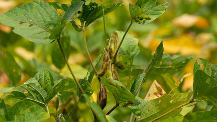 Soybean plant, harvest time. Soybean is a product with high vegetable protein which is usually processed as milk and other products.