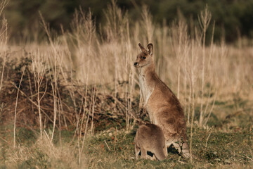 Eastern Grey Kangaroo with ears pricked and standing in the grazing fields of Eurobodalla National Park