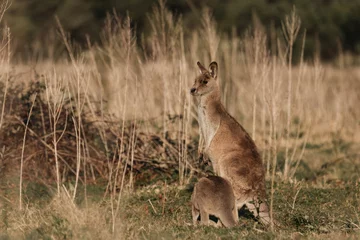 Fotobehang Eastern Grey Kangaroo with ears pricked and standing in the grazing fields of Eurobodalla National Park © Brayden