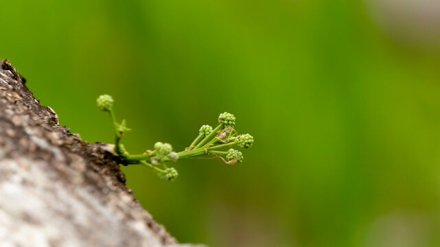 Samanea saman shoots, which grow from the trunk of a fallen tree. This plant is a long-lived tree species. With a hard wood texture suitable for furniture
