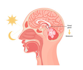 Melatonin hormone. Pineal gland anatomical cross section.