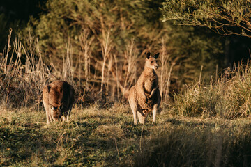 Eastern Grey Kangaroo with ears pricked and standing in the grazing fields of Eurobodalla National Park