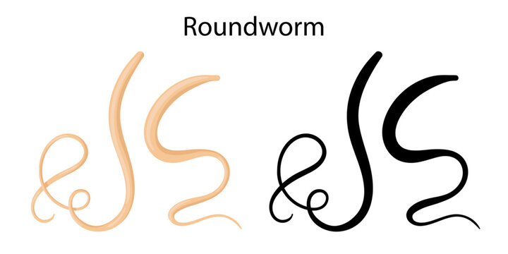 parasites worms in domestic animals roundworm