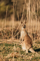 Eastern Grey Kangaroo with ears pricked and standing in the grazing fields of Eurobodalla National Park
