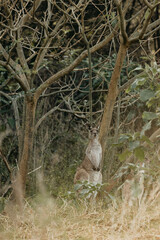 Eastern Grey Kangaroo with ears pricked and standing in the grazing fields of Eurobodalla National Park
