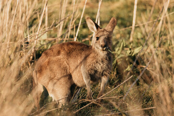 Eastern Grey Kangaroo with ears pricked and standing in the grazing fields of Eurobodalla National Park