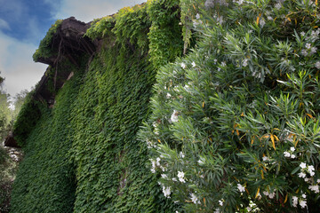 green moss on a wall