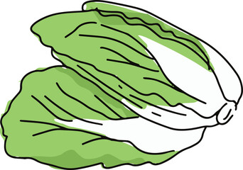 Kimchi Cabbage vegetable, Korean food  line Art Illustration