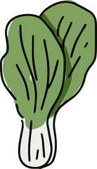 Kimchi Cabbage vegetable, Korean food  line Art Illustration