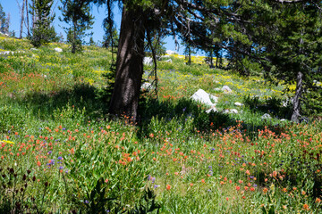 Idaho wild flowers