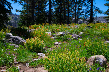 Idaho mountain flowers