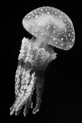 jellyfish in the dark