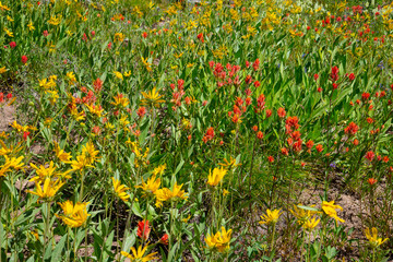 mountain wild flowers
