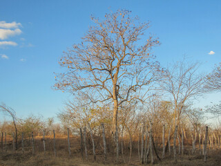 caatinga 