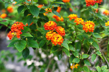 Lantana camara (common lantana) flowers growing in Nha Trang Vietnam