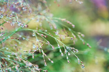 雨上がりの庭