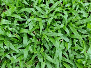 green grass texture background Top view of bright grass garden Idea concept used for making green backdrop, lawn for training football pitch, Grass Golf Courses green lawn pattern textured background