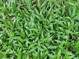 green grass texture background Top view of bright grass garden Idea concept used for making green backdrop, lawn for training football pitch, Grass Golf Courses green lawn pattern textured background