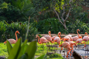Phoenicopterus ruber pink flamingos in a fountain, water falling from above, vegetation in the foreground, mexico