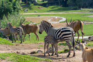 Equus quagga zebra and baby zebra, around antelope, baby zebra is feeding, african animals. Mexico,