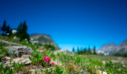 Indian paintbrush flowers along a mountain trail in Glacier National Park, Montana. 