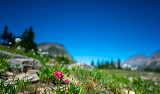 Indian paintbrush flowers along a mountain trail in Glacier National Park, Montana. 