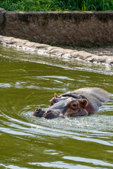 Fototapeta na wymiar Hippopotamus amphibius Hippo inside the refreshing water, mexico