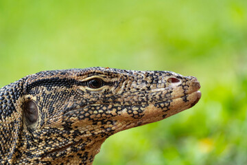 Close-up portrait of a monitor lizard in profile. Striped monitor lizard, or water monitor (Varanus salvator).