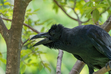 This crow has a large beak. The plumage on the head, wings and tail is black with a green and purple sheen, on the rest of the body it is dark gray. Sizes vary greatly, length 46-59 cm.