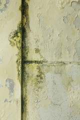 Mold buildup on the wall texture