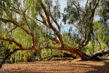 Fototapeta premium large gum tree on the banks of a river