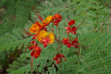 Red and orange flower on green plant