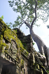 Ta Prohm at Angkor Wat
