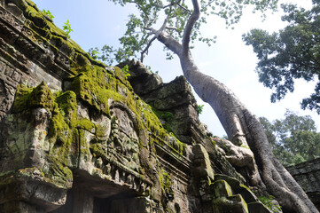 Ta Prohm at Angkor Wat