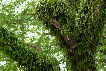 Platycerium superbum on big tree, staghorn fern