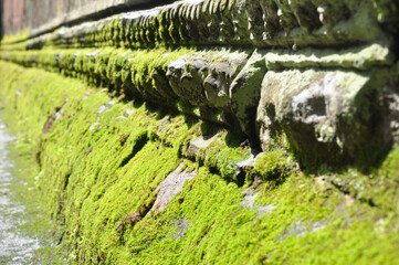 Ta Prohm at Angkor Wat