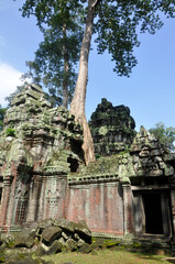Ta Prohm at Angkor Wat