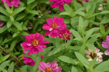 Purple flowers in garden meadow