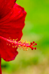 stamens of red hibiscus flowers