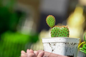 Cactus in a white pot that the outside of the pot is full of dirt.
