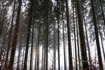 Lots of big wet spruce trees in the forest on a cold day in december