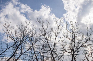 Fototapeta na wymiar conceptual image branches against sky with clouds