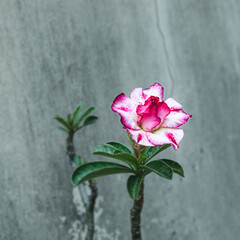 Japanese frangipani, Cambodian japanese ornamental plant, succulent flowering plant adenium as...