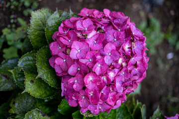 hydrangea flowers that are in bloom and are bright and beautiful